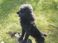 Хозяин, где ты