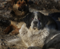 Генералы пещаных карьеров
