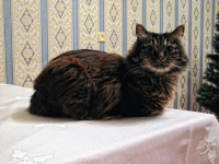 А валерьянка?!