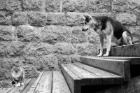 безмолвный диалог