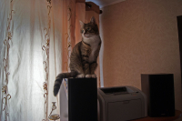 Вот еще котэ