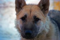 замерзший уличный борбос