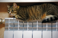 холодно котэ