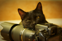 Котэ фотогрoff