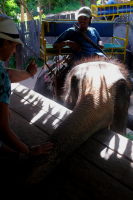 Тайские любимцы.