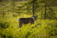 Тундровый Житель