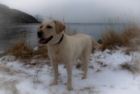 Лабрадор и фон - Венец