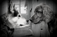 Пятак к пятаку