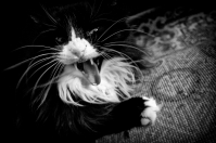 кто сказал "Мяу"?