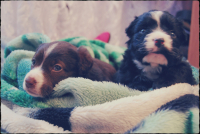 Малыхи ищут хозяев