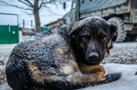 Жизнь собачья...