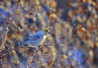 Не все улетели на юг