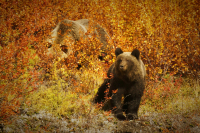 Пока Мать занята