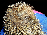 Ежик