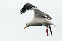 Диспетчер, подтвердите посадку