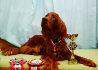 Харт-чемпион))