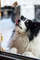 "Толстый, лови.."