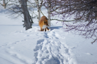 не подходи!