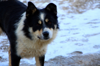 глаза собаки