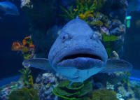 я-рыба,а ты кто?)))