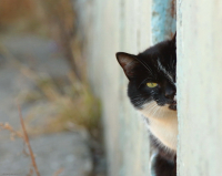 Выслеживающий...