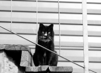 Котик со Снежного