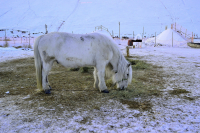 Якутская лошадка