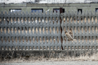 Сова подзаборная Ольская :)