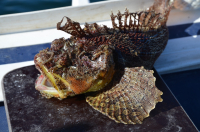 Чудо морское.