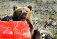 судьба - злодейка