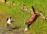 кунг-фу-котэ