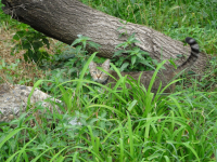 кисьман на охоте