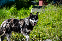 Сами вы бродяги...