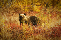 Хэй, псс.Ты Пятачка не видел?