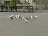 взмах крыльями