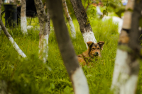 "рояль" в кустах