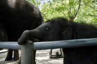 Маленький шалун=)