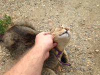 приласкайте котэ