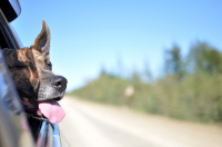 Собака улыбака