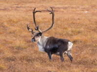 Просто олень