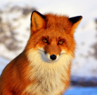 Рыжая фотомодель