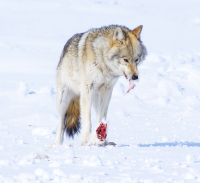 Естественный отбор