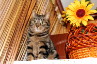 Прикинуться статуэткой