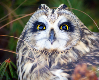 Эти глаза напротив