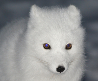 Ночной попрошайка