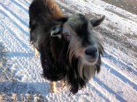 Обитатель "Микроклимата"