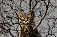 Светло,тепло и мухи не кусают