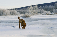собакин на дукче