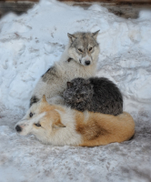 Холодрыга 2