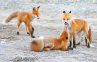 Мамкин сынуля